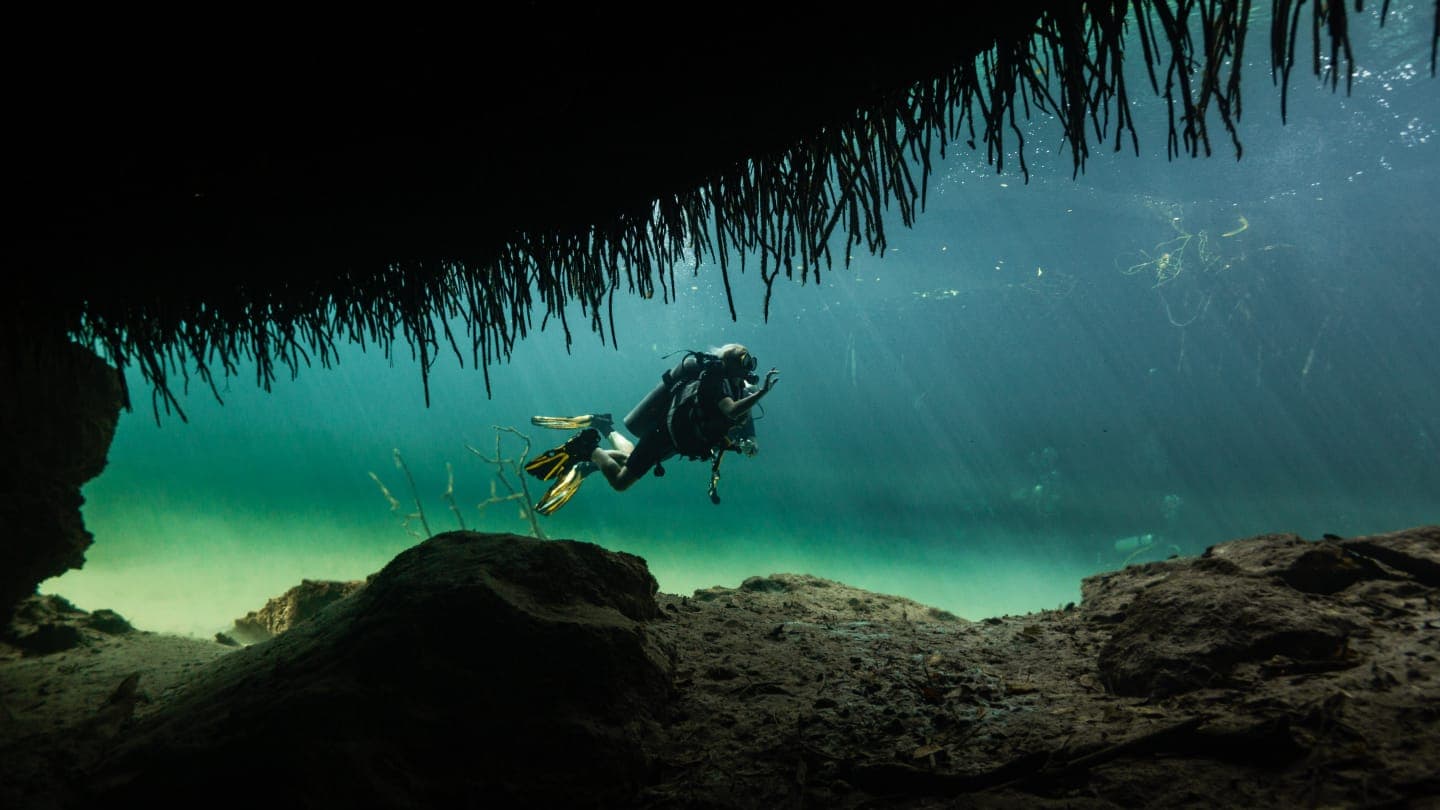 Cenote Racines Mangrove