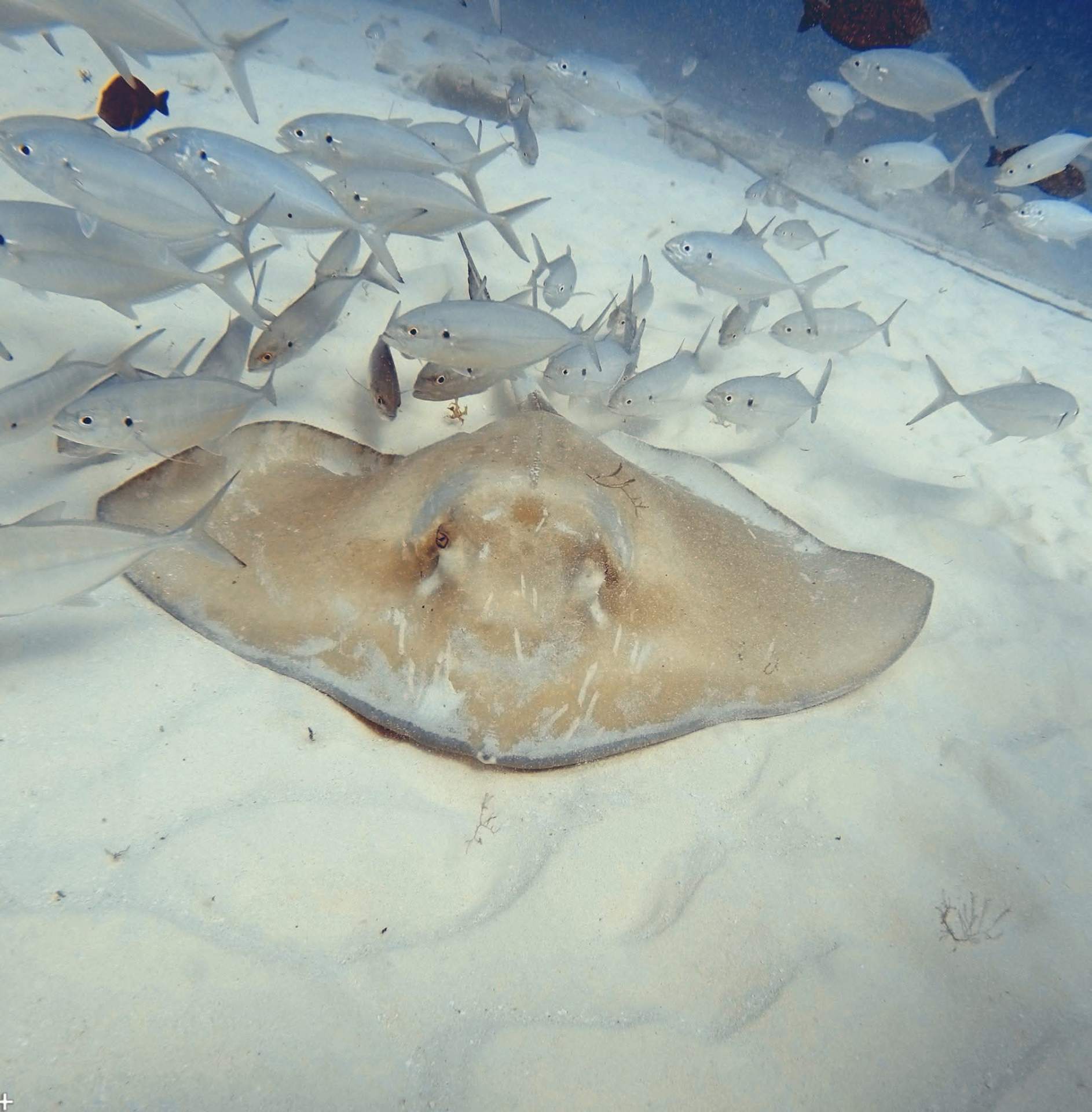 Raie Sable Poissons