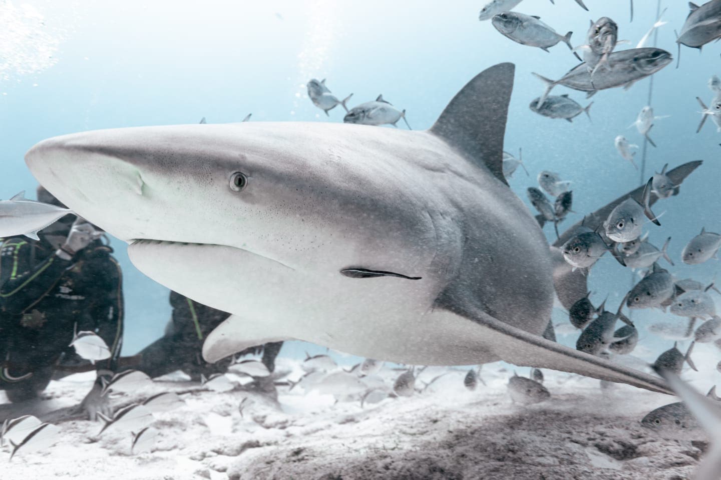 Requin Bouledogue Portrait