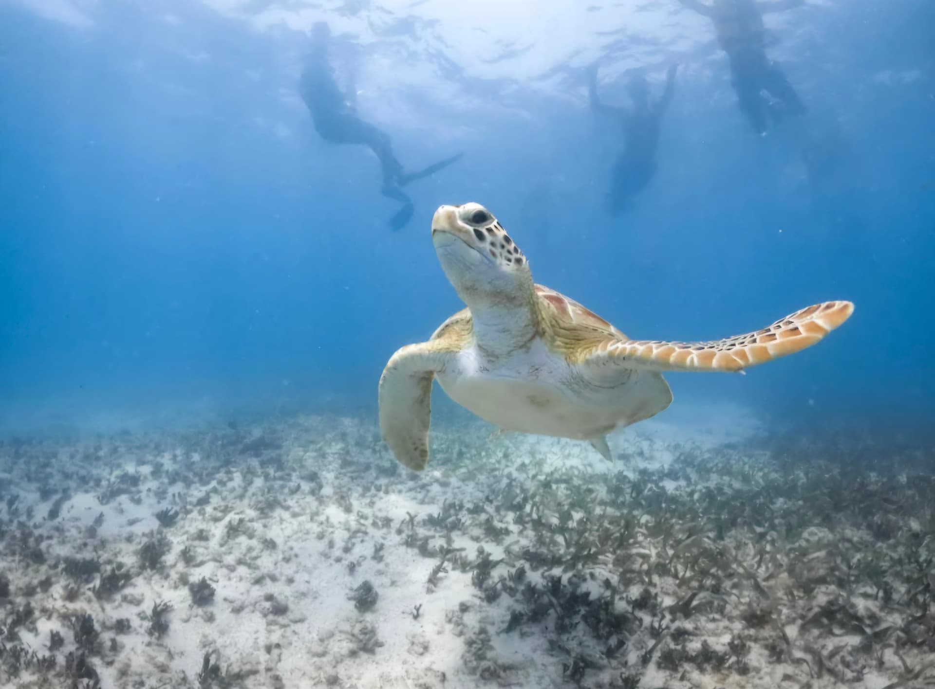 Tortue Mer Caraibes