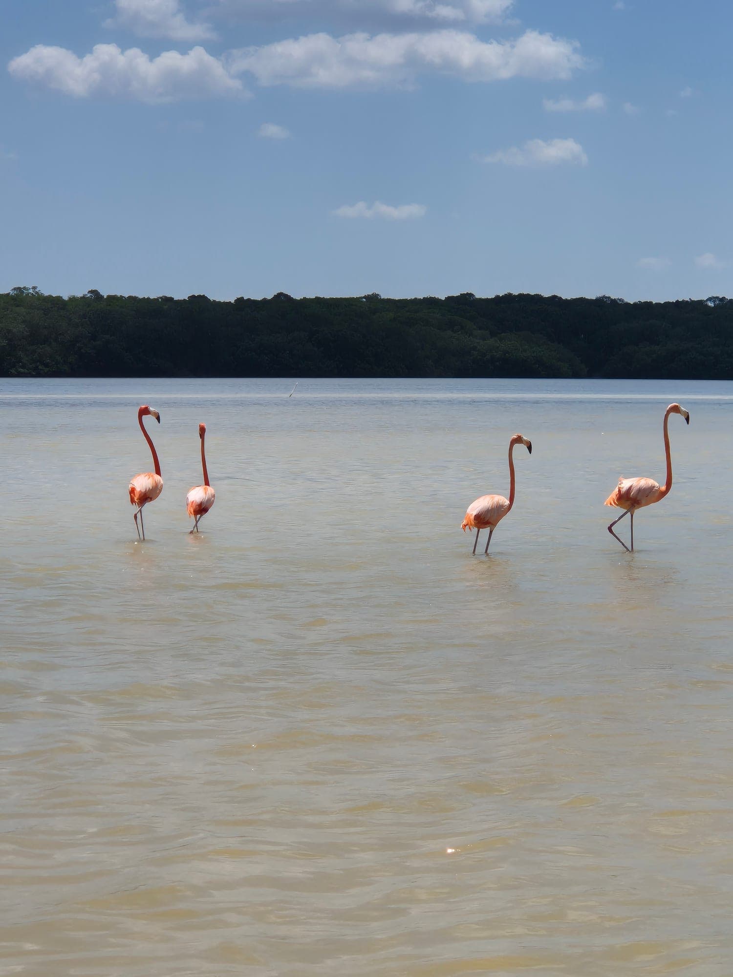 Circuit dans le Yucatán et le Quintana Roo