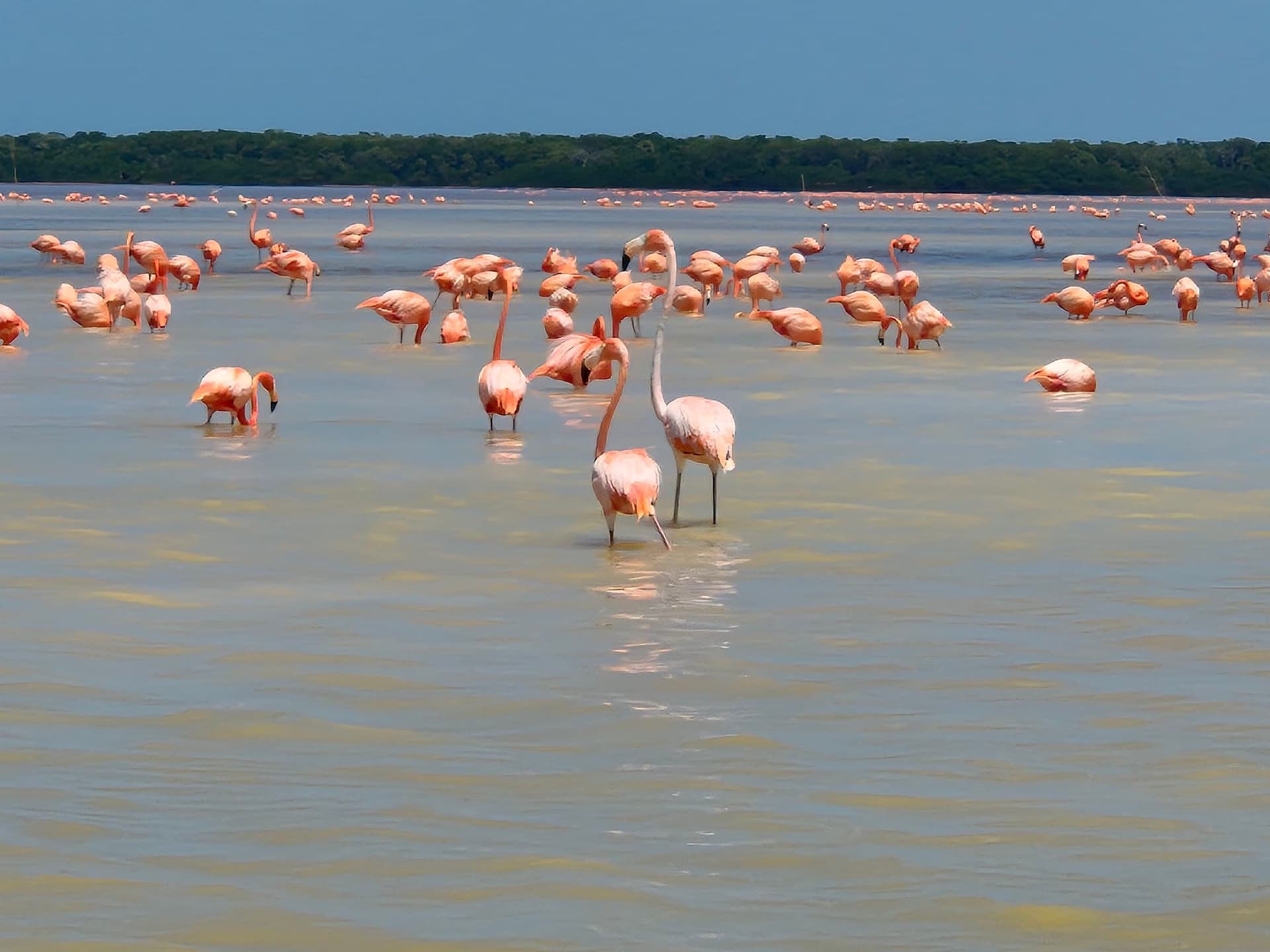 Circuit dans le Yucatán et le Quintana Roo