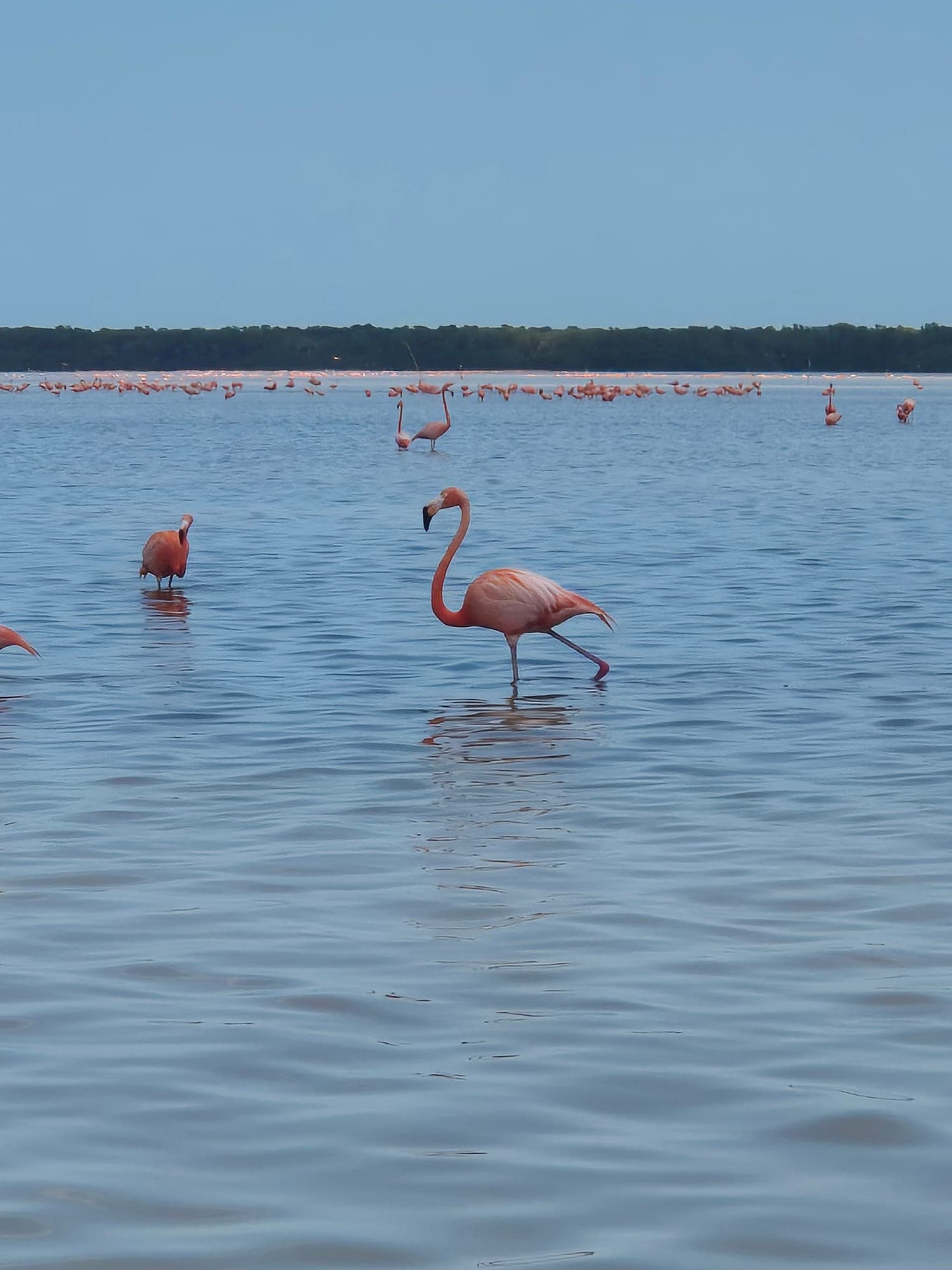 Circuit dans le Yucatán et le Quintana Roo
