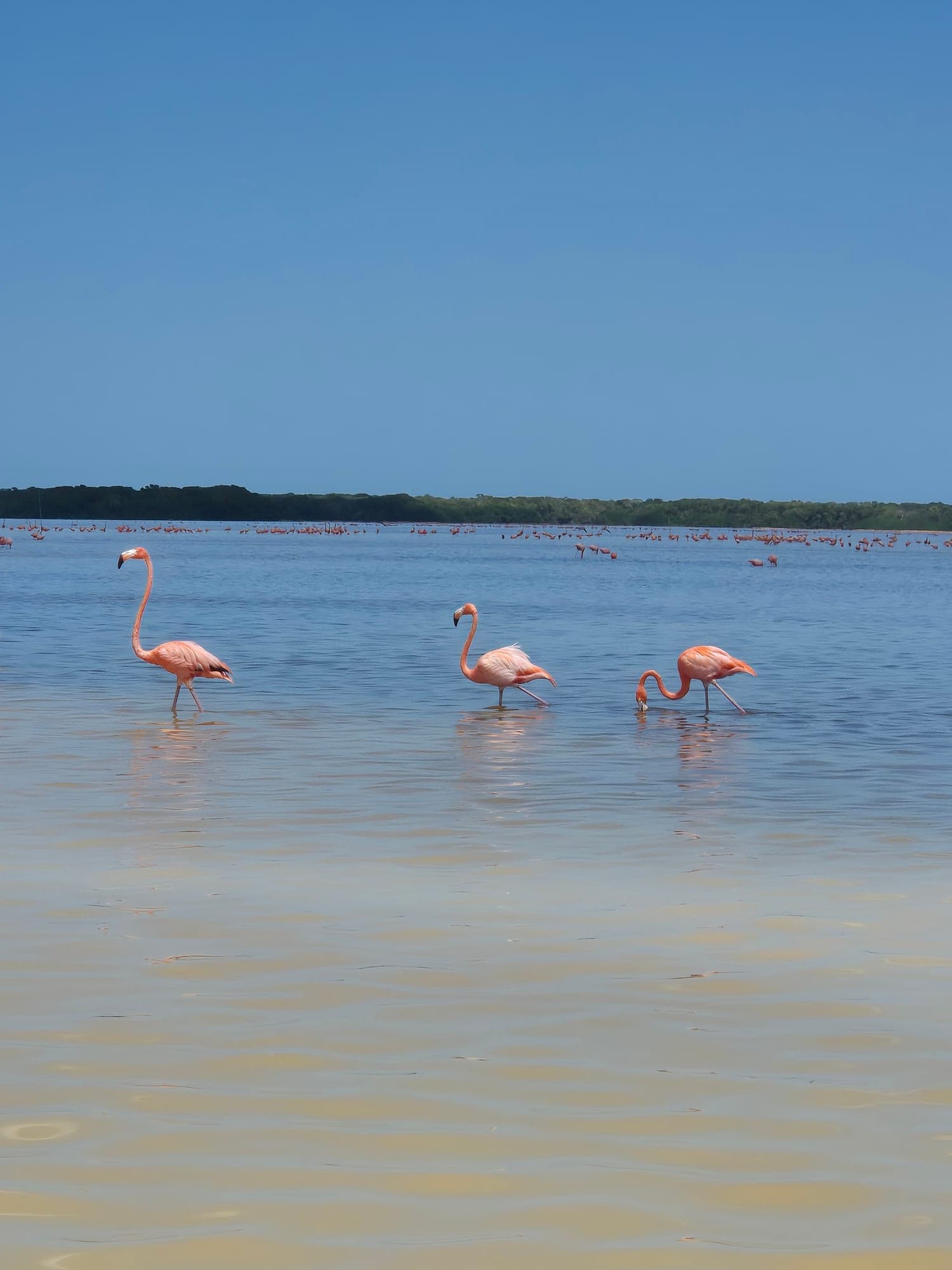 Circuit dans le Yucatán et le Quintana Roo