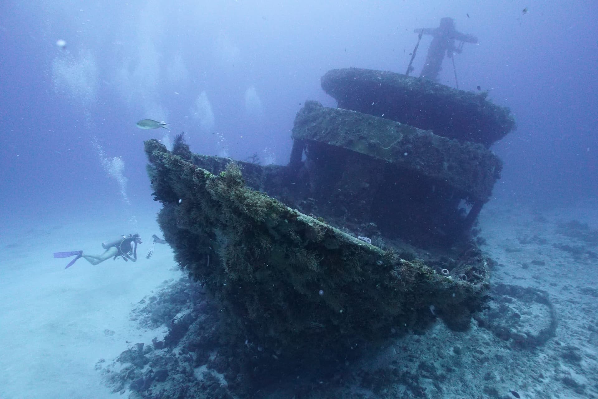 Plongée sur l’épave du Mama Viña à Playa del Carmen