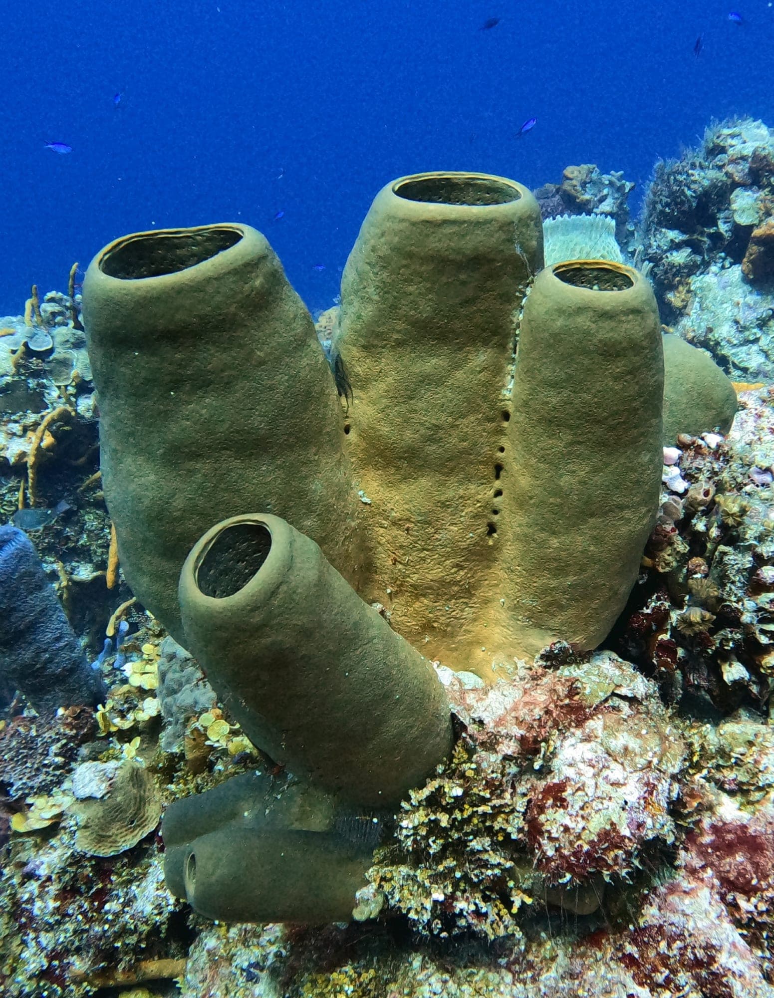 Plongée sur les récifs de Playa del Carmen et Cozumel