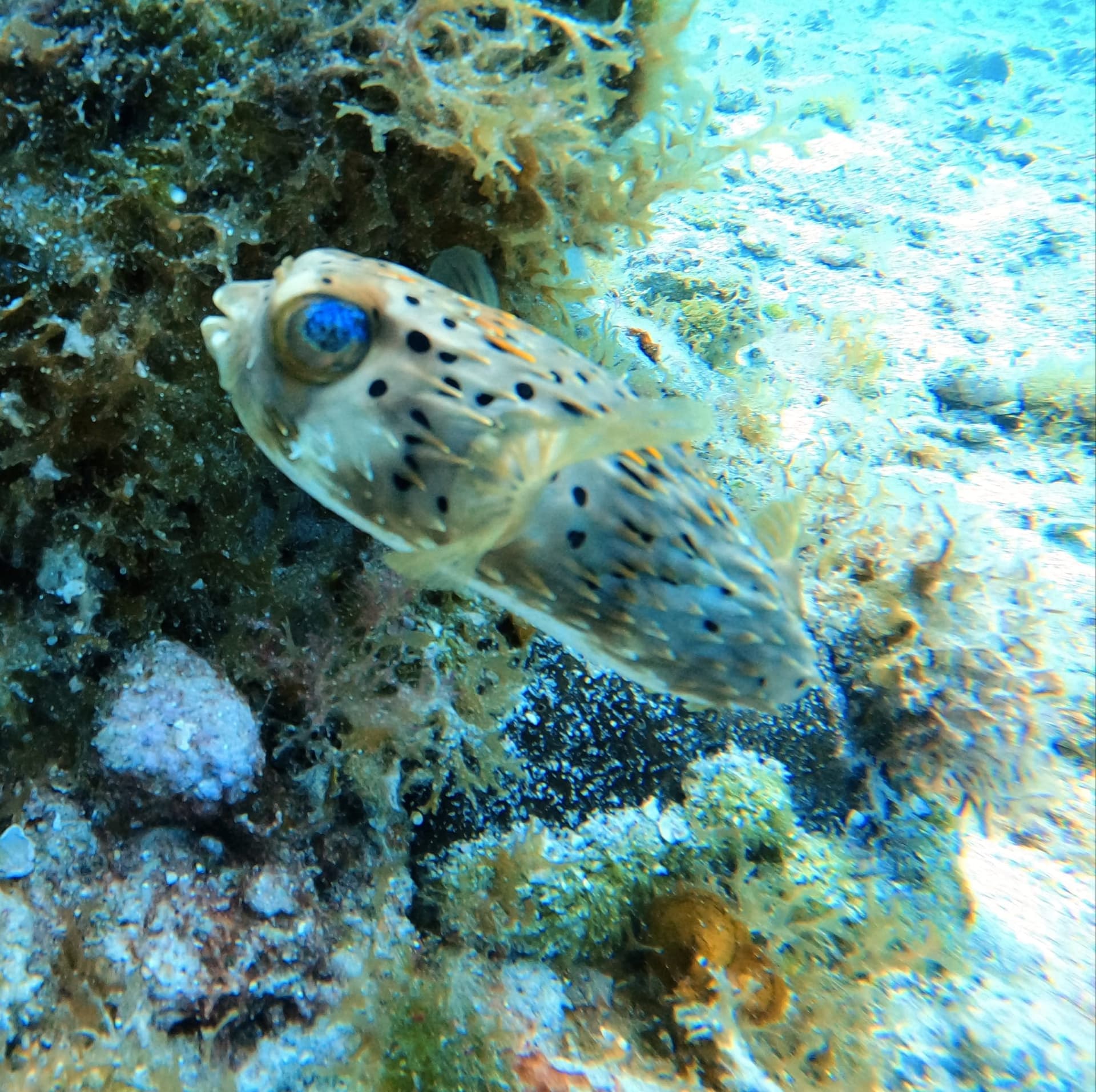 Plongée sur les récifs de Playa del Carmen et Cozumel