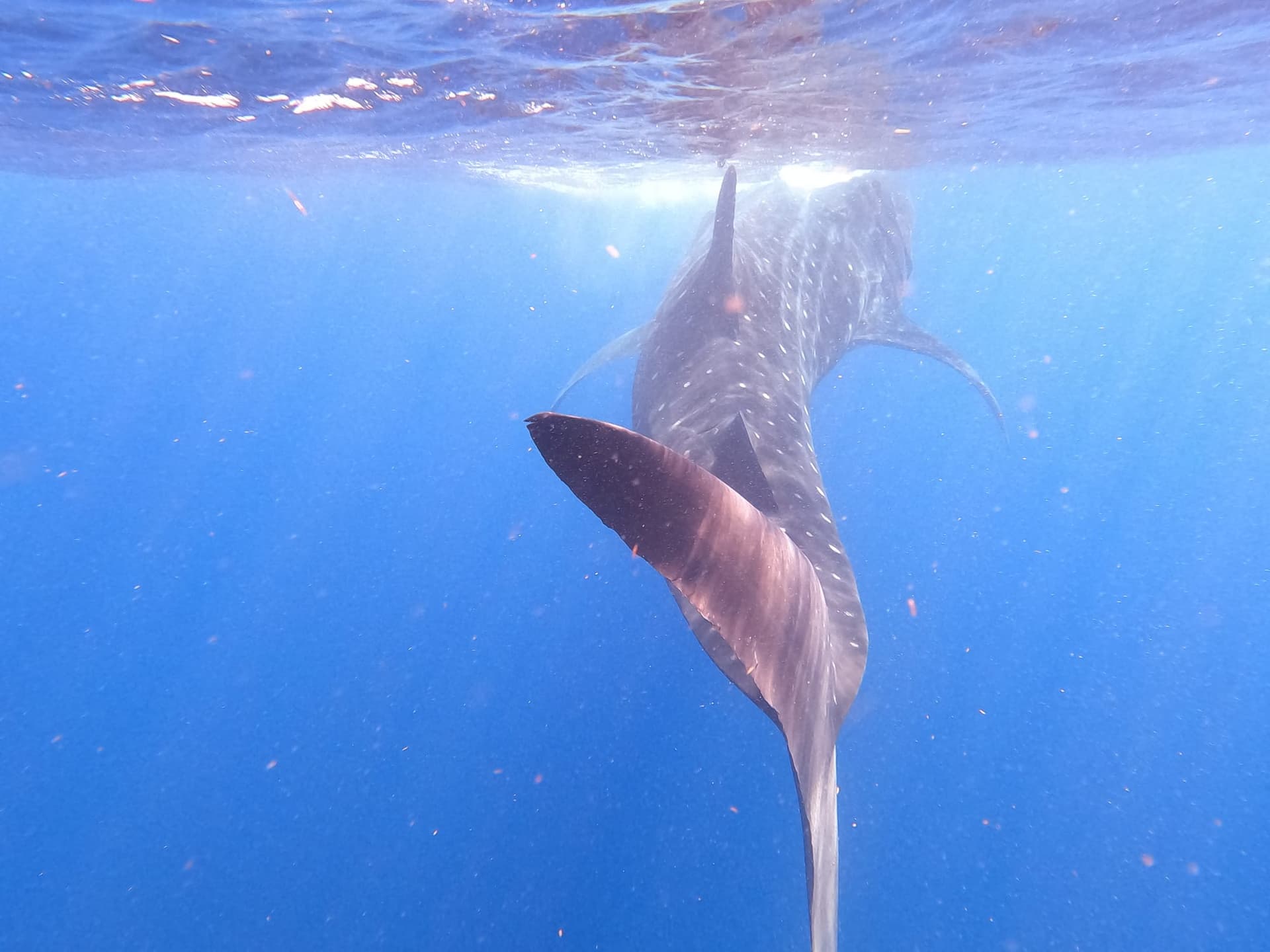 Nage avec les requins-baleines au départ de Playa del Carmen