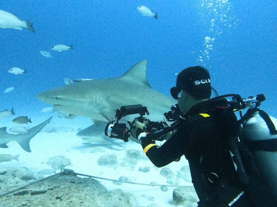 Photo requins